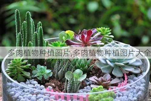 多肉植物种植图片,多肉植物种植图片大全