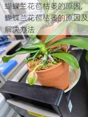 蝴蝶兰花苞枯萎的原因,蝴蝶兰花苞枯萎的原因及解决办法-第2张图片-花卉百科