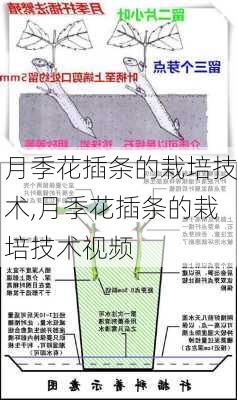 月季花插条的栽培技术,月季花插条的栽培技术视频-第2张图片-花卉百科