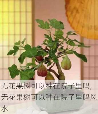 无花果树可以种在院子里吗,无花果树可以种在院子里吗风水-第1张图片-花卉百科