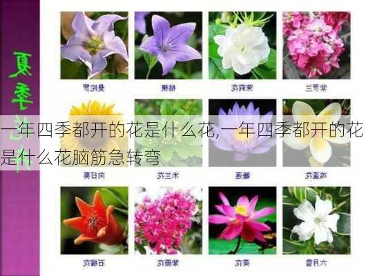 一年四季都开的花是什么花,一年四季都开的花是什么花脑筋急转弯