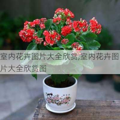 室内花卉图片大全欣赏,室内花卉图片大全欣赏图