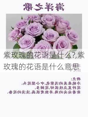 紫玫瑰的花语是什么?,紫玫瑰的花语是什么意思