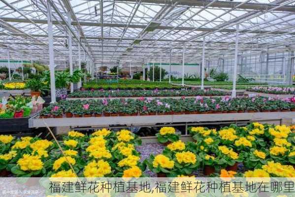 福建鲜花种植基地,福建鲜花种植基地在哪里-第2张图片-花卉百科