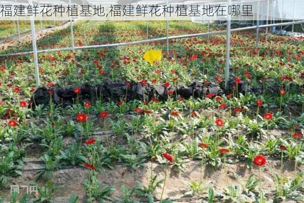 福建鲜花种植基地,福建鲜花种植基地在哪里-第3张图片-花卉百科