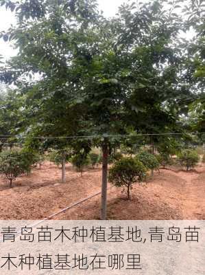 青岛苗木种植基地,青岛苗木种植基地在哪里