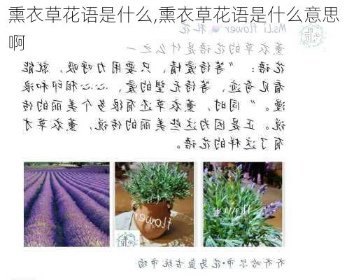 熏衣草花语是什么,熏衣草花语是什么意思啊