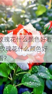 玫瑰花什么颜色好看,玫瑰花什么颜色好看?-第2张图片-花卉百科