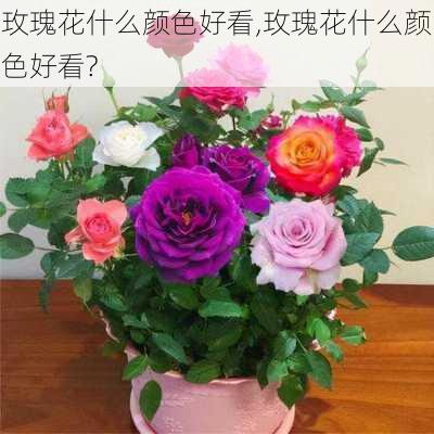 玫瑰花什么颜色好看,玫瑰花什么颜色好看?-第3张图片-花卉百科