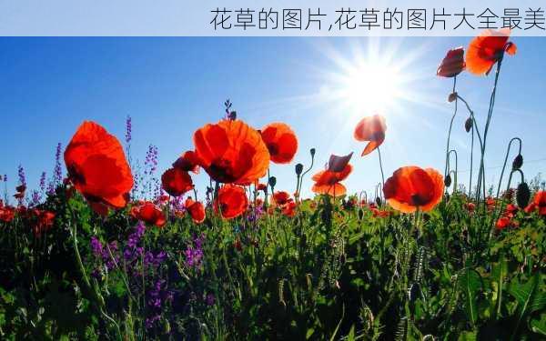 花草的图片,花草的图片大全最美-第2张图片-花卉百科