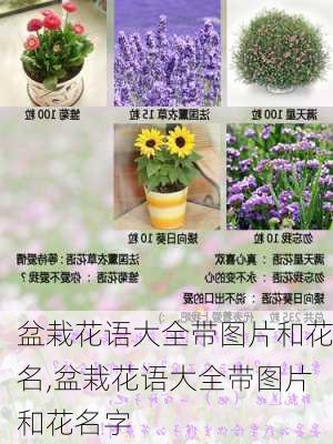 盆栽花语大全带图片和花名,盆栽花语大全带图片和花名字