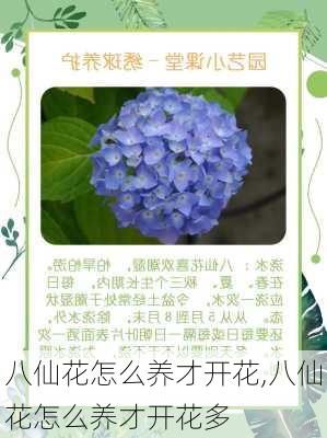 八仙花怎么养才开花,八仙花怎么养才开花多