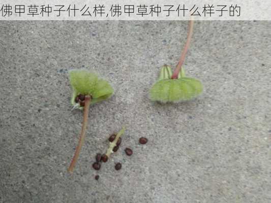 佛甲草种子什么样,佛甲草种子什么样子的-第1张图片-花卉百科