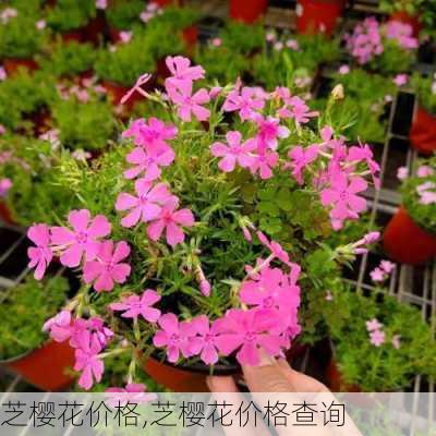 芝樱花价格,芝樱花价格查询-第1张图片-花卉百科