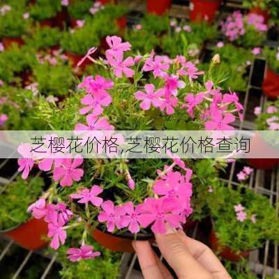 芝樱花价格,芝樱花价格查询-第2张图片-花卉百科