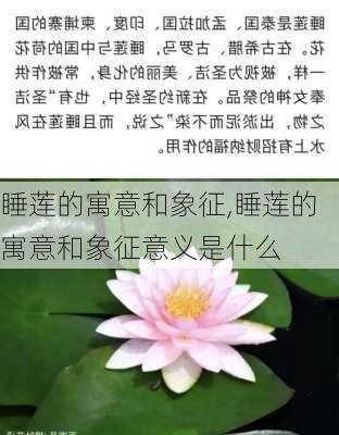 睡莲的寓意和象征,睡莲的寓意和象征意义是什么-第2张图片-花卉百科