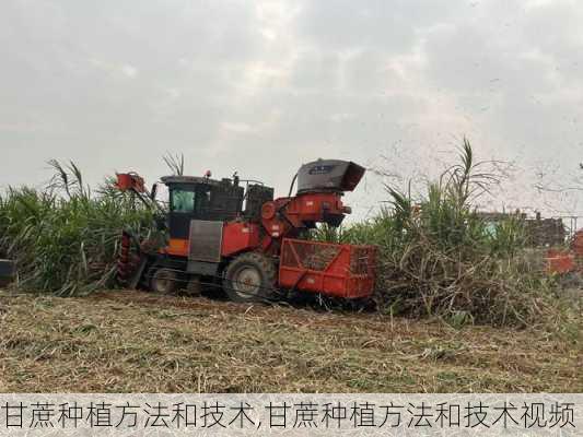 甘蔗种植方法和技术,甘蔗种植方法和技术视频-第3张图片-花卉百科