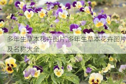 多年生草本花卉图片,多年生草本花卉图片及名称大全-第1张图片-花卉百科