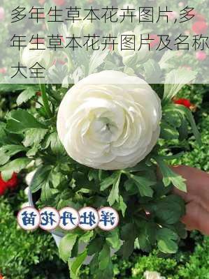 多年生草本花卉图片,多年生草本花卉图片及名称大全-第2张图片-花卉百科