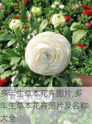 多年生草本花卉图片,多年生草本花卉图片及名称大全-第3张图片-花卉百科