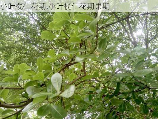 小叶榄仁花期,小叶榄仁花期果期-第3张图片-花卉百科