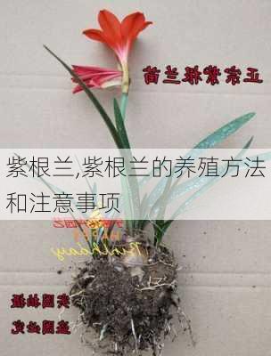 紫根兰,紫根兰的养殖方法和注意事项