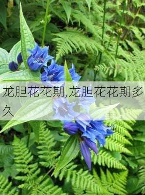 龙胆花花期,龙胆花花期多久