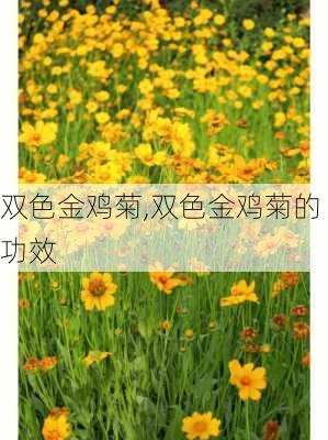 双色金鸡菊,双色金鸡菊的功效-第2张图片-花卉百科