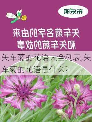 矢车菊的花语大全列表,矢车菊的花语是什么?