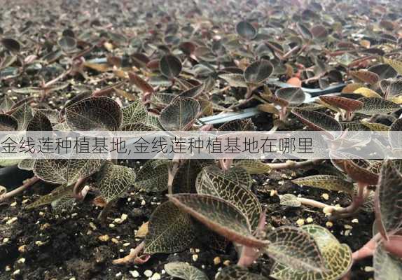 金线莲种植基地,金线莲种植基地在哪里-第3张图片-花卉百科