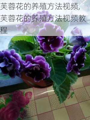 芙蓉花的养殖方法视频,芙蓉花的养殖方法视频教程-第2张图片-花卉百科