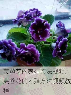 芙蓉花的养殖方法视频,芙蓉花的养殖方法视频教程-第3张图片-花卉百科