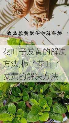 花叶子发黄的解决方法,栀子花叶子发黄的解决方法