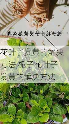 花叶子发黄的解决方法,栀子花叶子发黄的解决方法-第2张图片-花卉百科