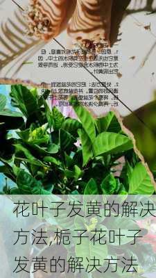 花叶子发黄的解决方法,栀子花叶子发黄的解决方法-第3张图片-花卉百科