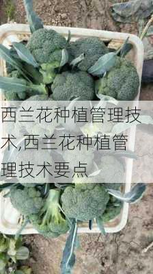 西兰花种植管理技术,西兰花种植管理技术要点