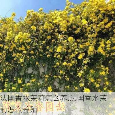 法国香水茉莉怎么养,法国香水茉莉怎么养殖-第1张图片-花卉百科