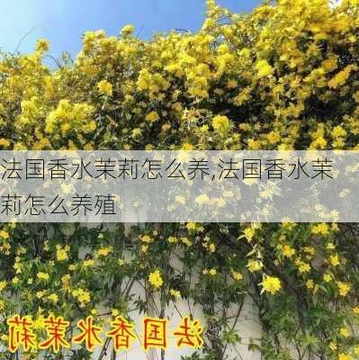 法国香水茉莉怎么养,法国香水茉莉怎么养殖-第2张图片-花卉百科