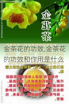 金茶花的功效,金茶花的功效和作用是什么-第1张图片-花卉百科