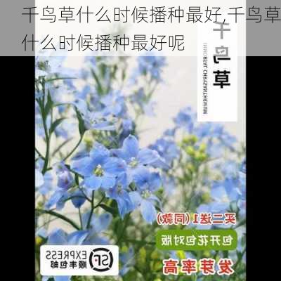 千鸟草什么时候播种最好,千鸟草什么时候播种最好呢