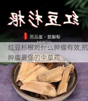 红豆杉根对什么肿瘤有效,抗肿瘤最强的中草药-第3张图片-花卉百科