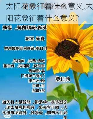 太阳花象征着什么意义,太阳花象征着什么意义?