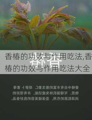 香椿的功效与作用吃法,香椿的功效与作用吃法大全-第2张图片-花卉百科