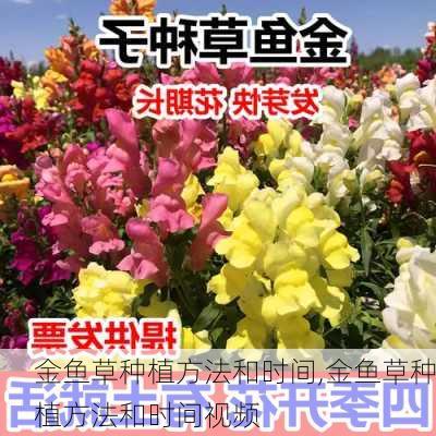 金鱼草种植方法和时间,金鱼草种植方法和时间视频-第1张图片-花卉百科