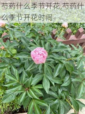 芍药什么季节开花,芍药什么季节开花时间