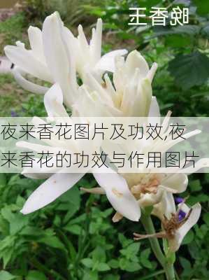 夜来香花图片及功效,夜来香花的功效与作用图片