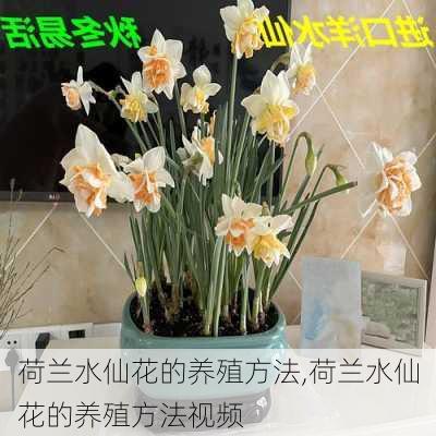 荷兰水仙花的养殖方法,荷兰水仙花的养殖方法视频