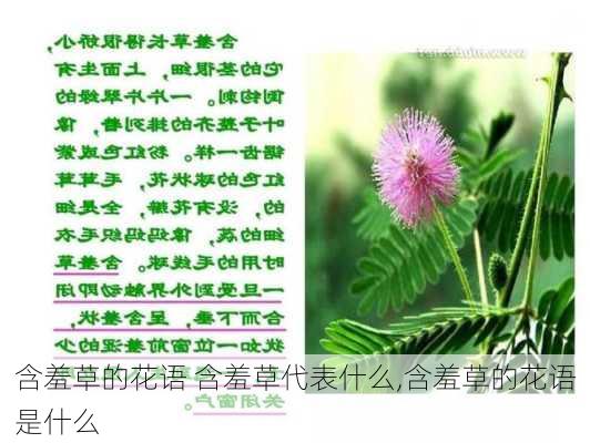 含羞草的花语 含羞草代表什么,含羞草的花语是什么