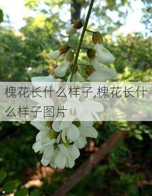 槐花长什么样子,槐花长什么样子图片-第2张图片-花卉百科