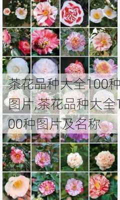 茶花品种大全100种图片,茶花品种大全100种图片及名称-第1张图片-花卉百科